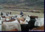 Livestock_photography2S.jpg